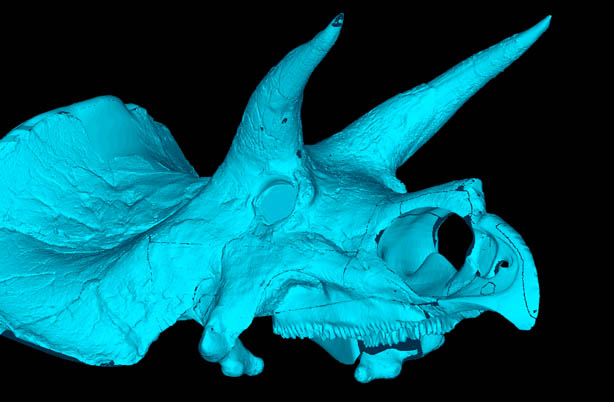 Triceratops Skull